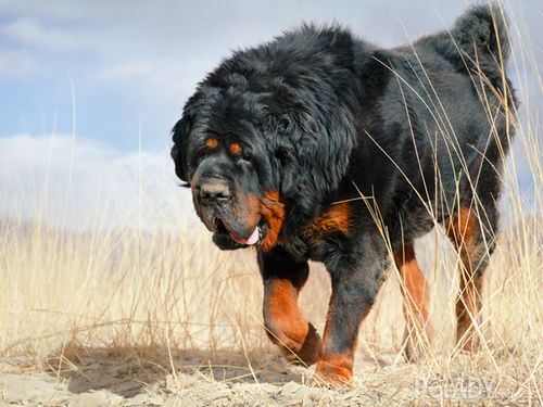 怎样训练藏獒幼犬，如何驯服藏獒