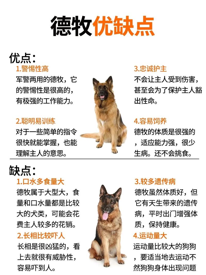 把德国牧羊犬的训练视频介绍一下，德国牧羊犬训练所