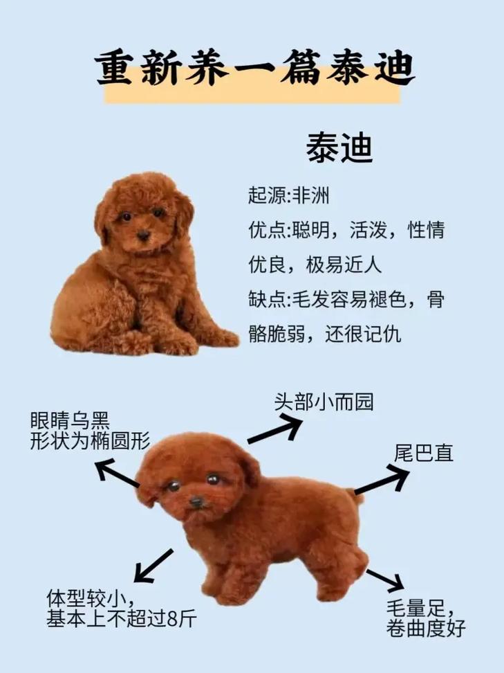 纯种泰迪犬怎么选，纯种泰迪犬怎么选择