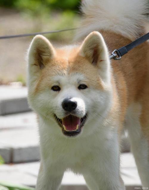 秋田犬名字的由来，秋田犬的别名