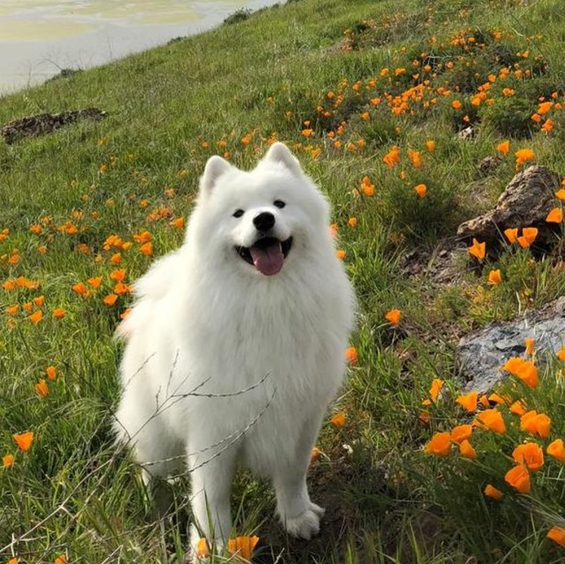 萨摩耶幼犬发烧怎么办，萨摩耶发烧吃什么药