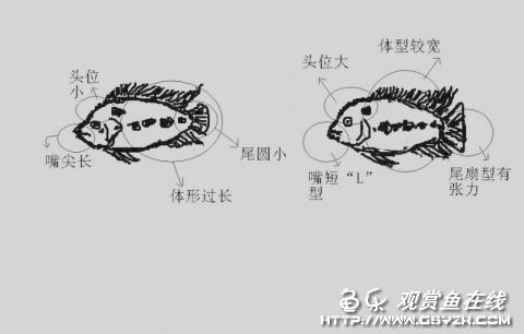 罗汉鱼怎么挑选视频教程，怎样挑罗汉鱼