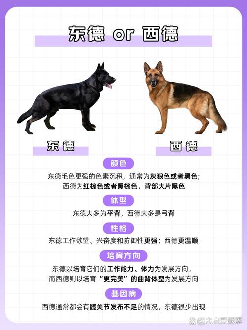 德国牧羊犬怎么看品相好不好，德国牧羊犬怎么挑选