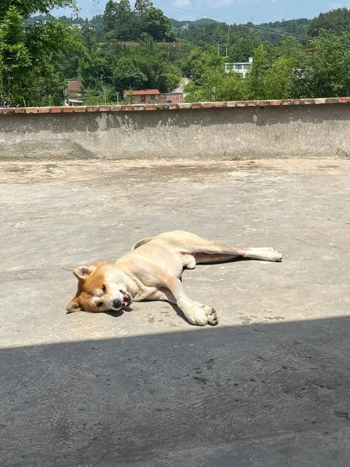 秋田犬剪毛造型，秋田犬剪毛造型图片大全