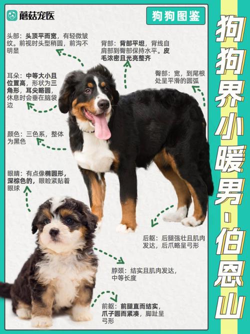 伯恩山犬的饮食，伯恩山犬喂养经验