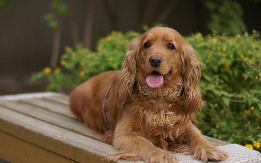 可卡犬打猎如何，可卡犬打猎如何训练