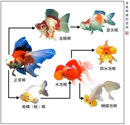 金鱼的身体结构形态特征，金鱼的身体形态特征和功能