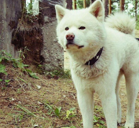 选购秋田犬时需注意什么问题，买秋田犬要注意什么