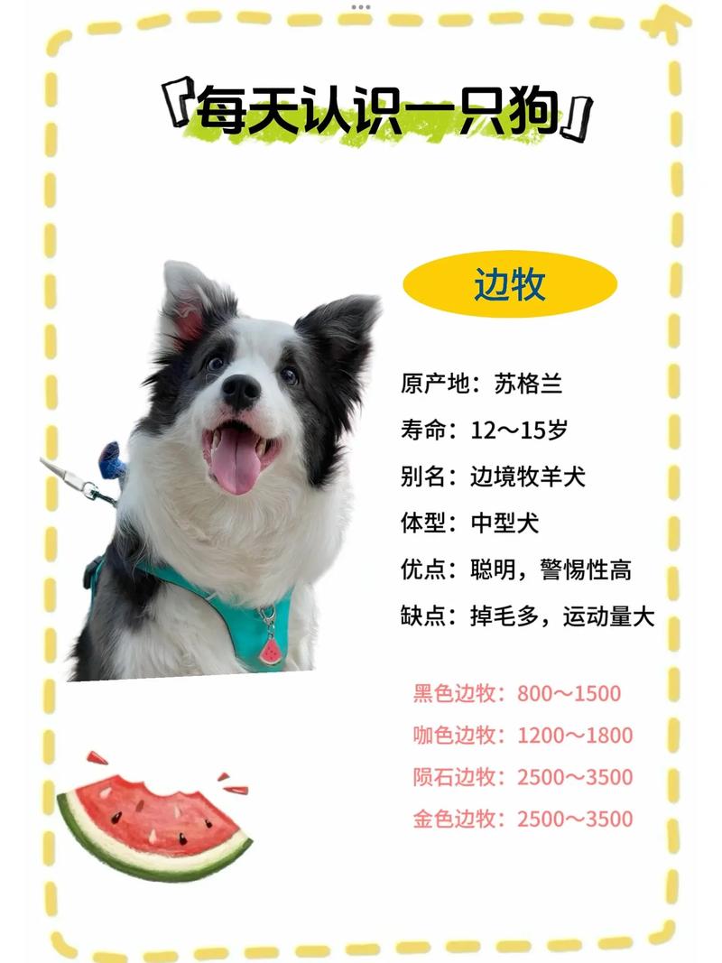 如何选边境牧羊犬，如何选边境牧羊犬种类