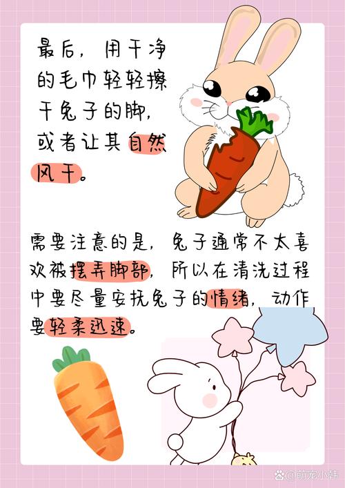 兔子清洁，兔子清洁方法