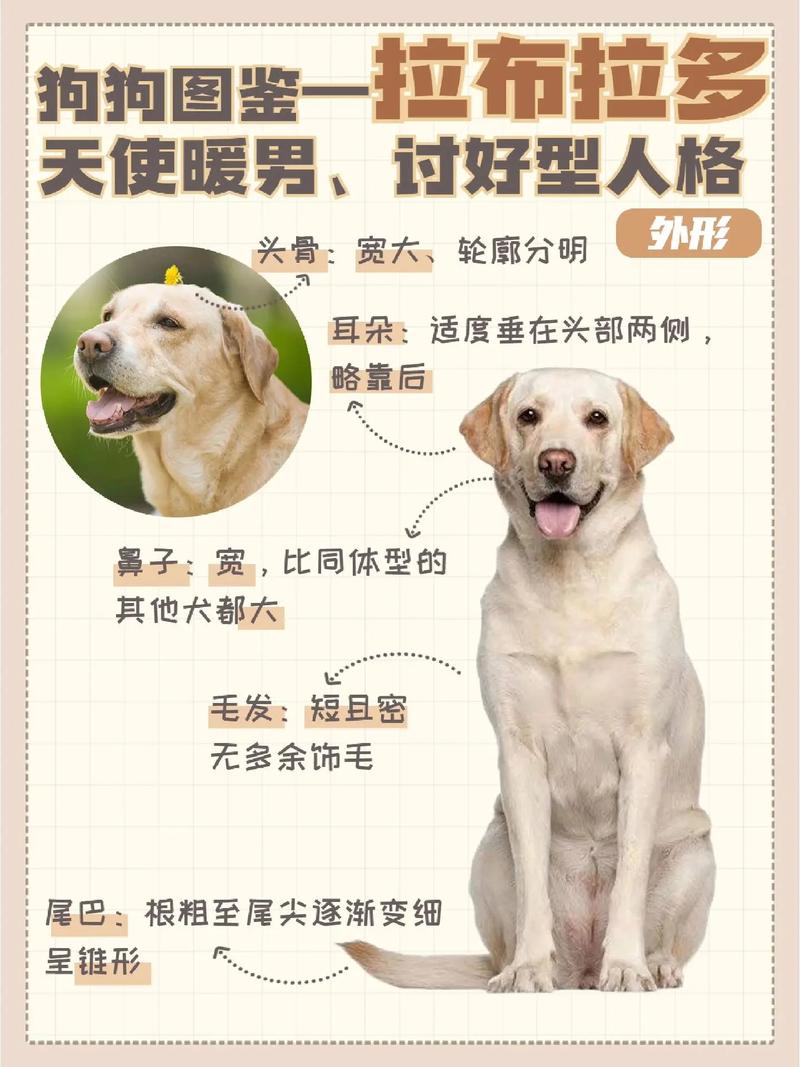 拉布拉多犬的特点是什么，拉布拉多狗狗的特点