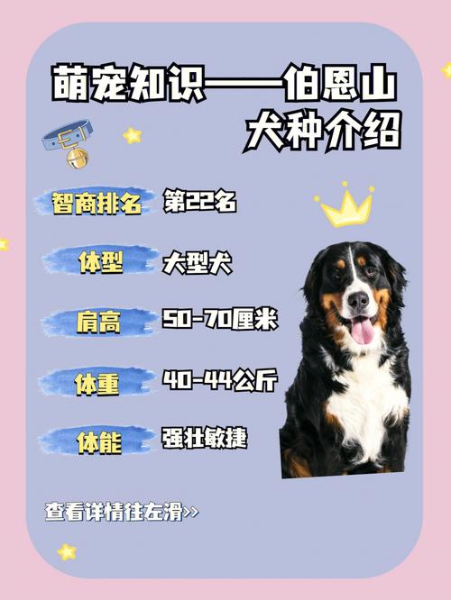 伯恩山犬的优点和缺点，伯恩山犬性格如何?好饲养吗?