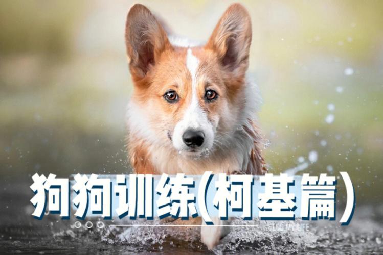 怎么训练柯基犬视频，如何训柯基