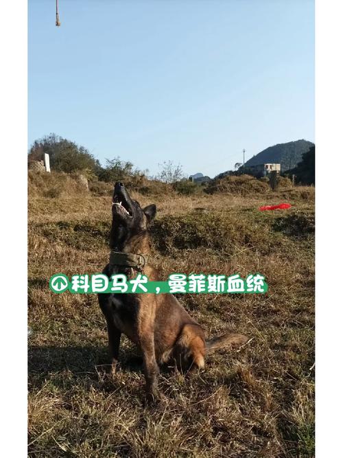 马犬基本科目，马犬训练一个科目要多久