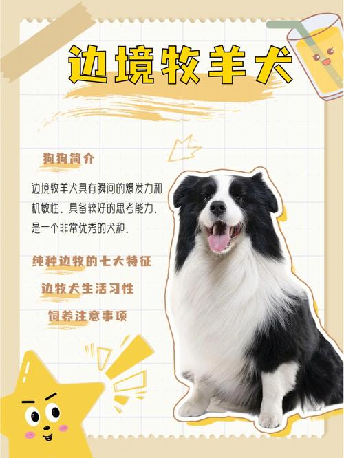 边境牧羊犬的品种简介，边境牧羊犬的品种简介大全