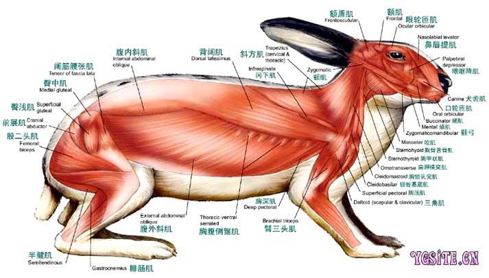 宠物兔子皮肤的构造图，宠物兔子皮肤的构造图解