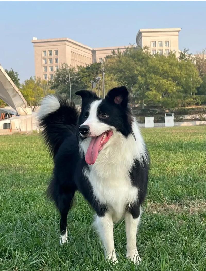 边境牧羊犬的智商相当于人的几岁的人，边境牧羊犬智商相当人类几岁