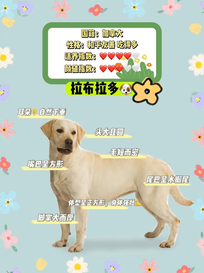 拉布拉多寻回犬多少钱一只，拉布拉多寻回犬简介