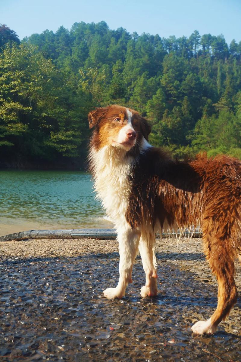 边境牧羊犬有几种颜色的毛发呢?，边境牧羊犬各种颜色