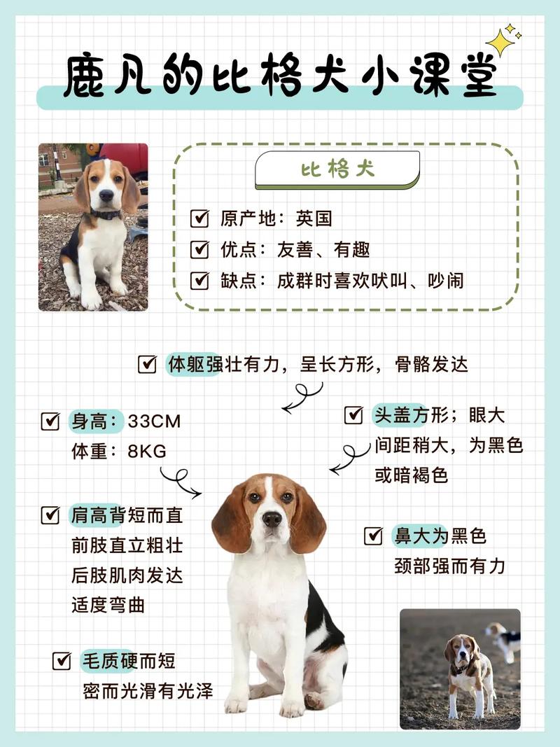 比格犬介绍视频，比格犬好吗,比格犬的优缺点分析