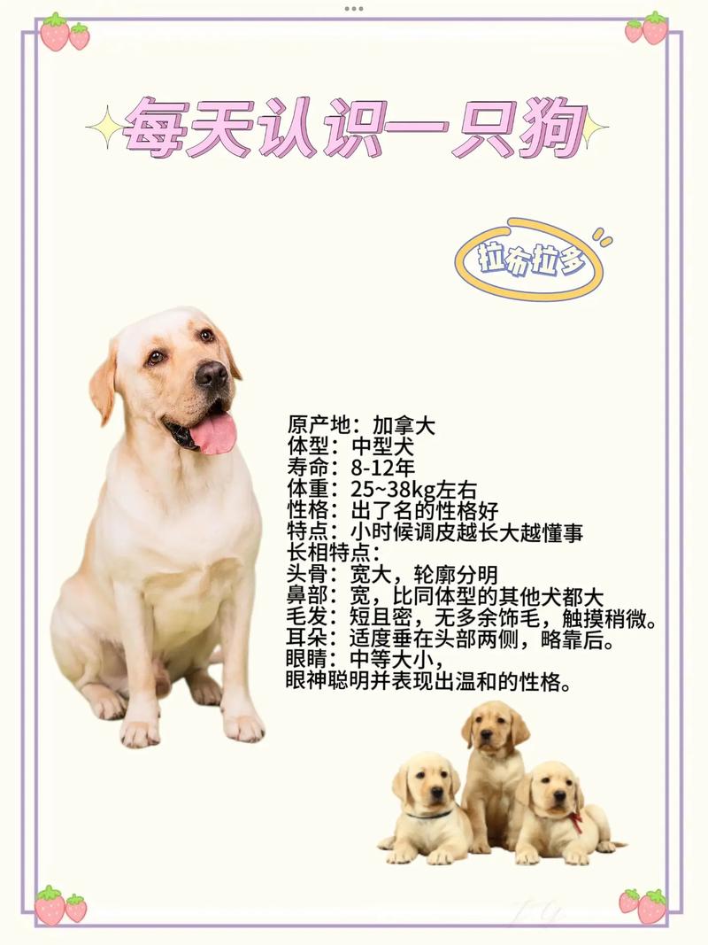 如何挑选拉布拉多犬，如何挑选拉布拉多犬的品种