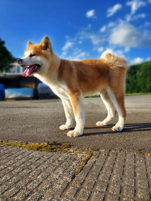 好的秋田犬什么价位，秋田犬挑选