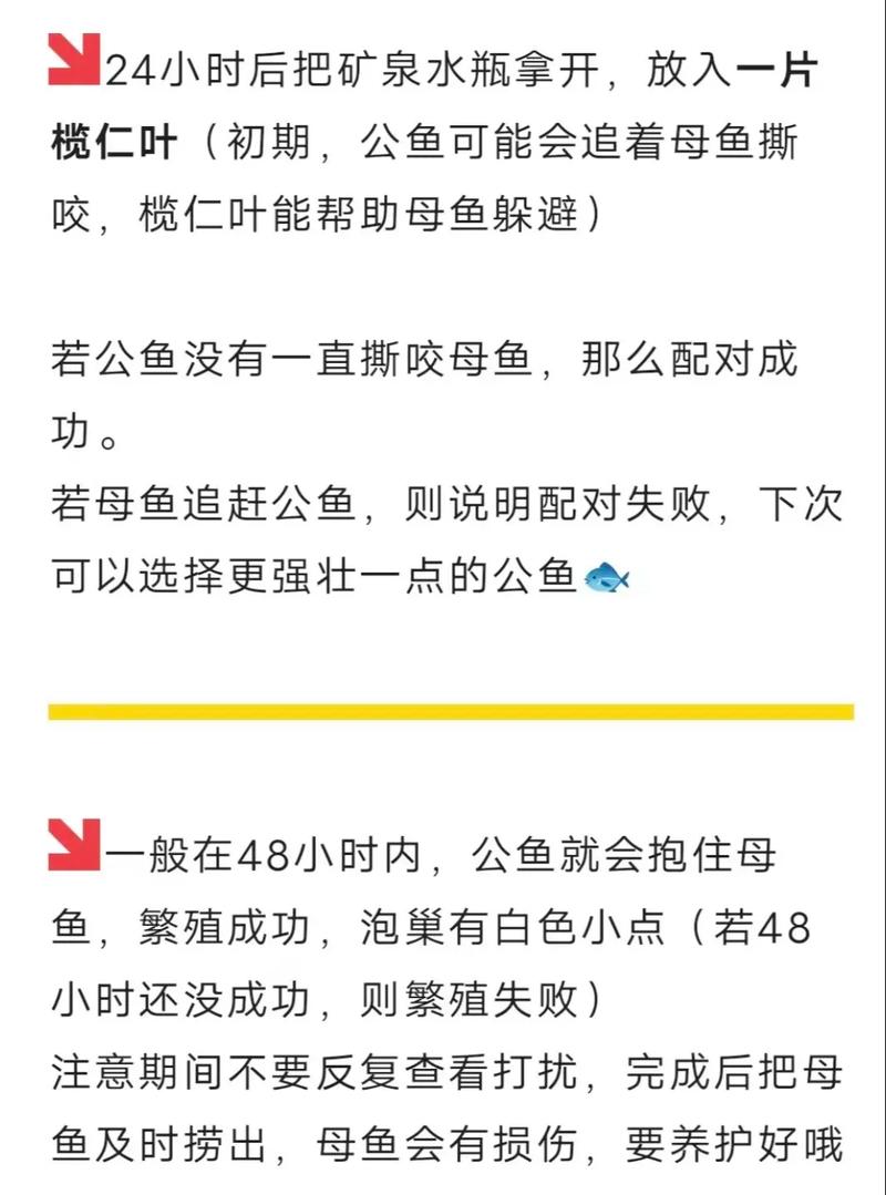 泰国斗鱼繁殖技巧，泰国斗鱼繁殖详细教程