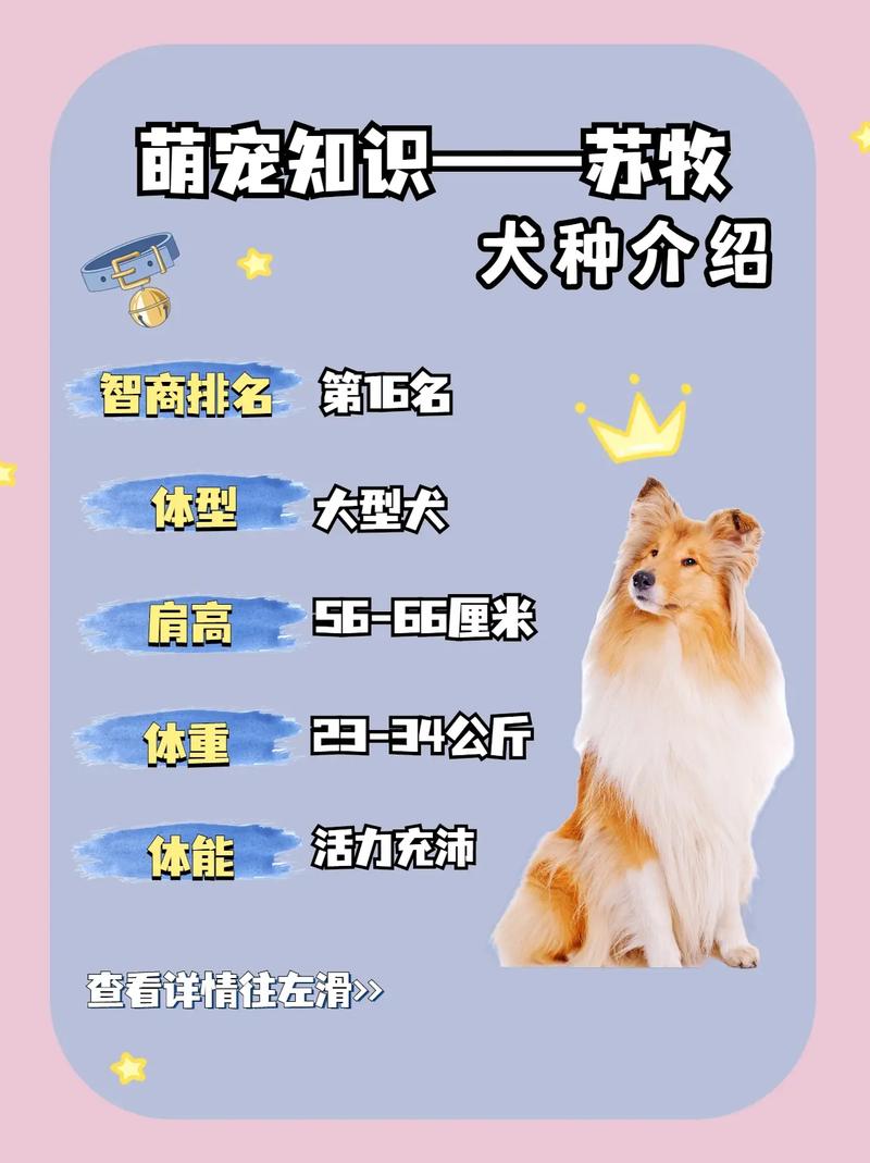 纯种苏格兰犬牧羊犬的优缺点，纯正苏格兰牧羊犬价格