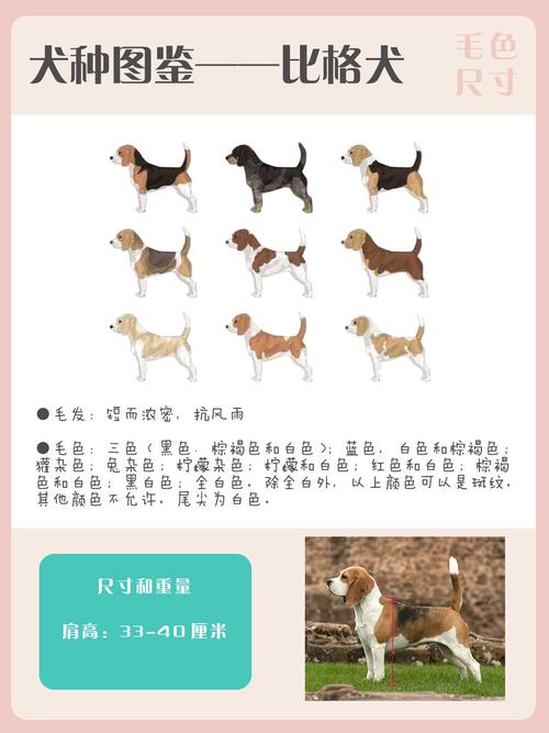 比格犬的历史介绍及作用，比格犬是什么的原型