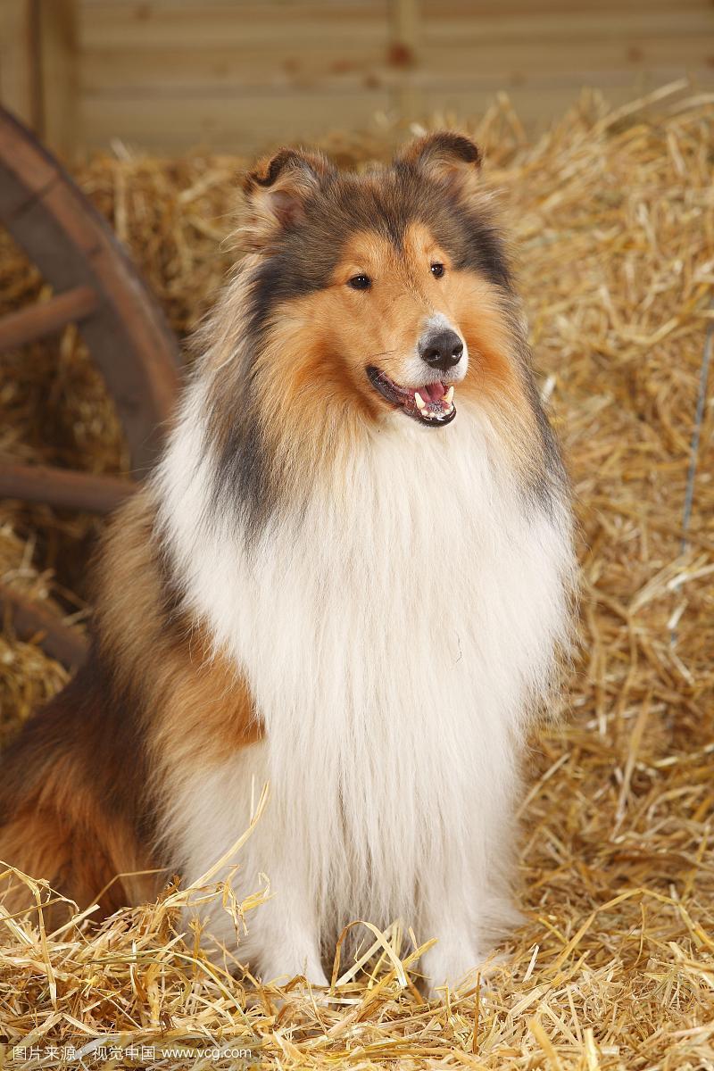 苏格兰牧羊犬吃什么才能长大，苏格兰牧羊犬吃什么好