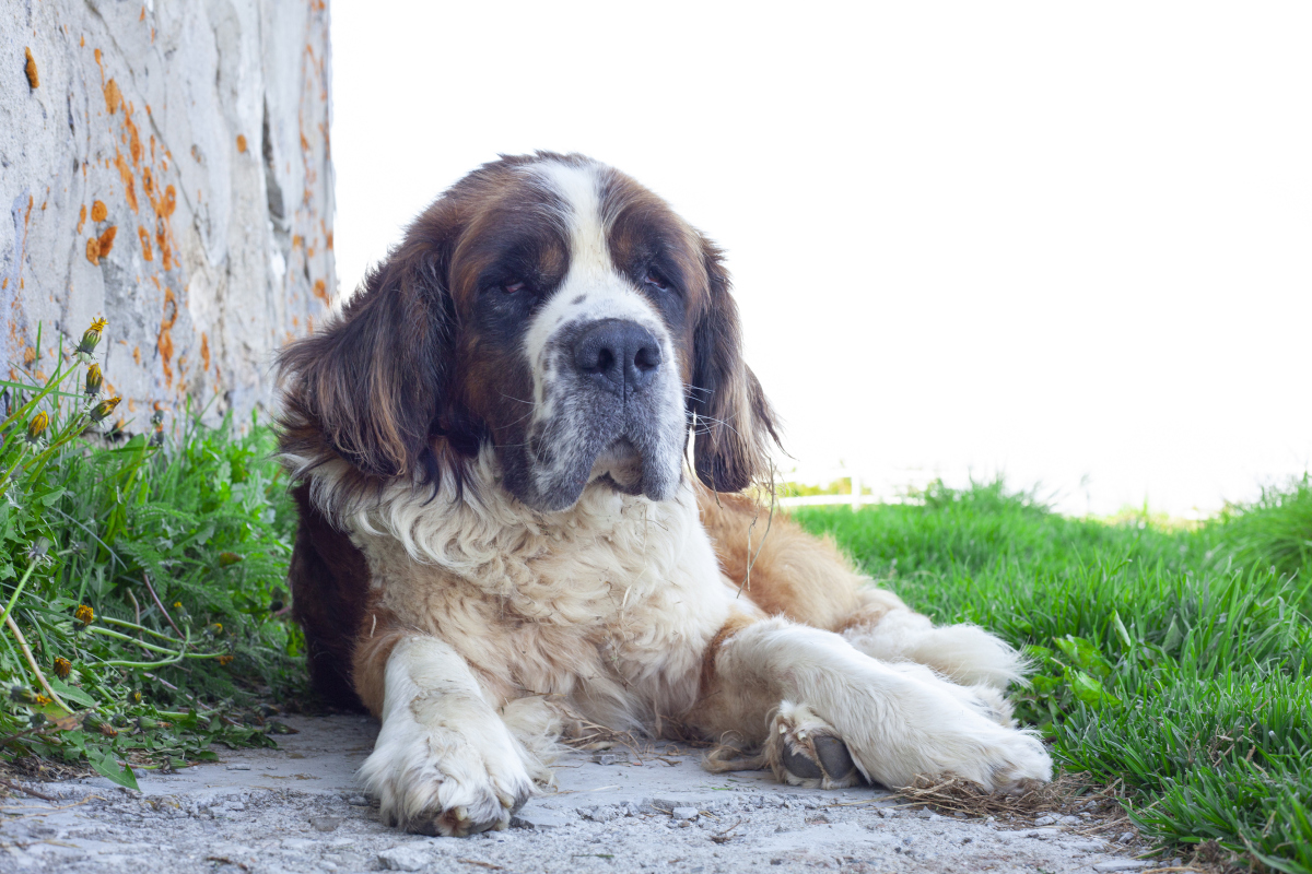 圣伯纳犬仔犬的饲养管理方法，圣伯纳幼犬怎么养