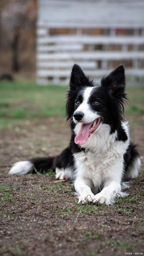 边境牧羊犬是干嘛的，边境牧羊犬的5大独特之处