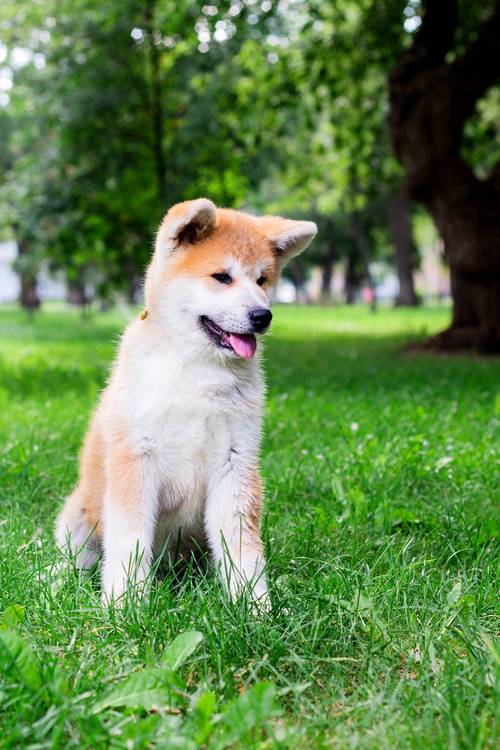 如何护理及饲养秋田犬图片，饲养秋田犬的注意事项