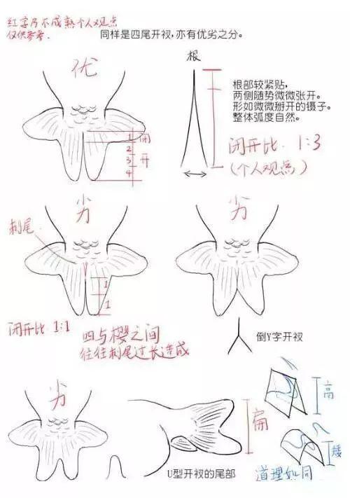 金鱼的选育，如何进行金鱼的初次挑选