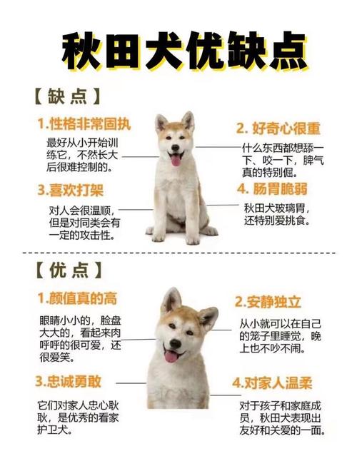 秋田犬怎么养?秋田犬喂养常识，秋田犬咋样