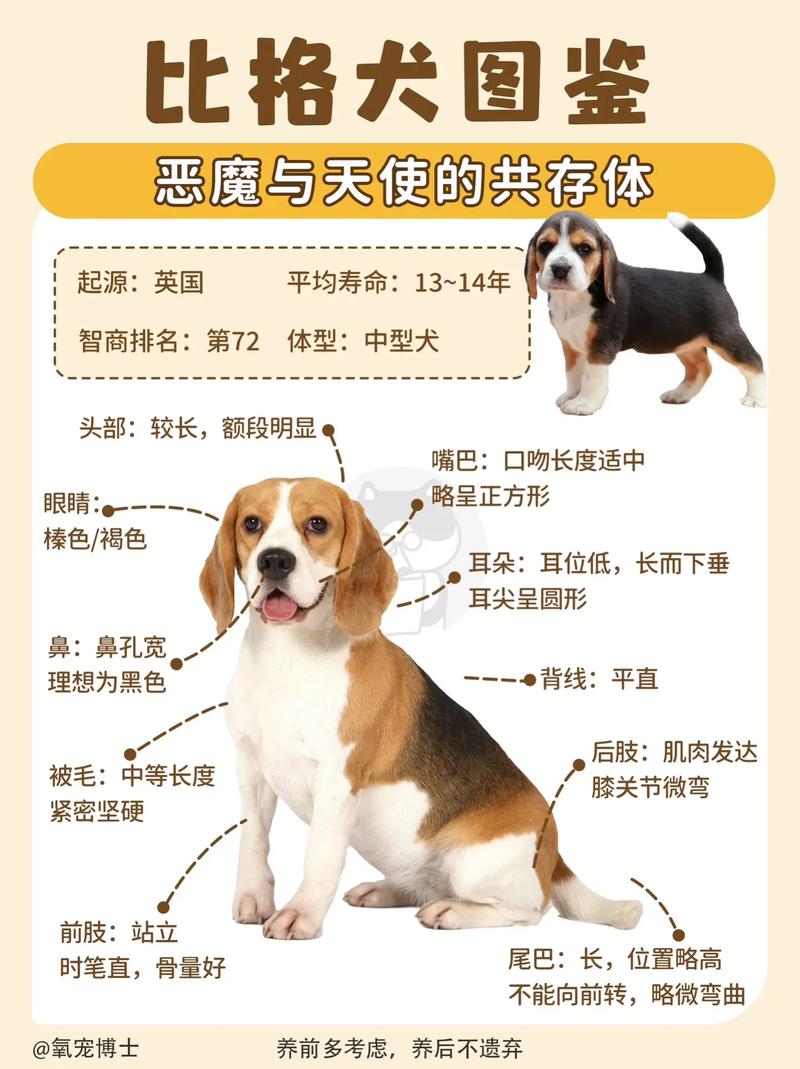 比格犬的性格特点有哪些，比格犬性格的优缺点全面分析