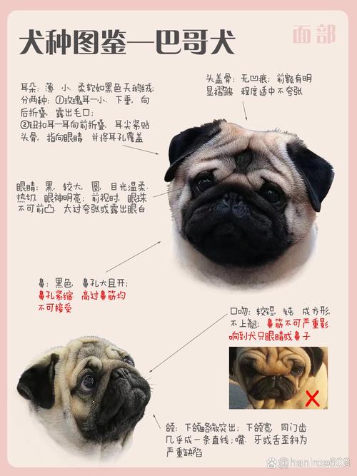 巴哥犬性格特点详细介绍，巴哥犬性格特点详细介绍图片