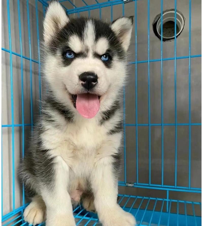 哈士奇犬幼犬，哈士奇幼犬真实图片