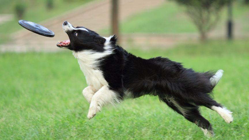 边境牧羊犬表演，边境牧羊犬表演视频