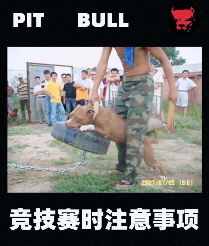 怎样训练比特犬，怎样训练比特犬和其他狗合群