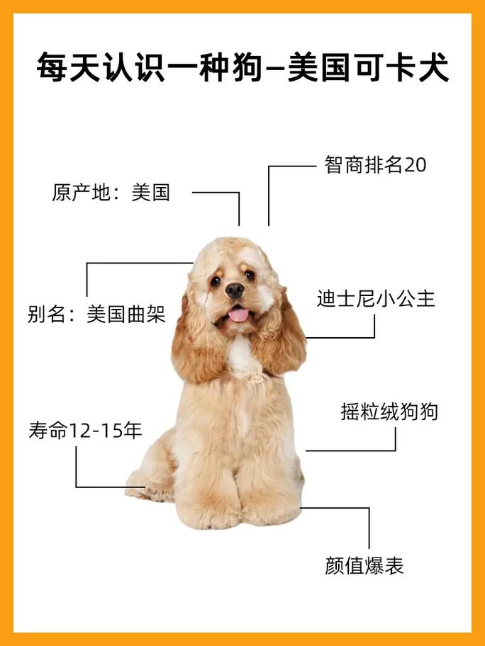 可卡犬注意事项，可卡犬如何训练