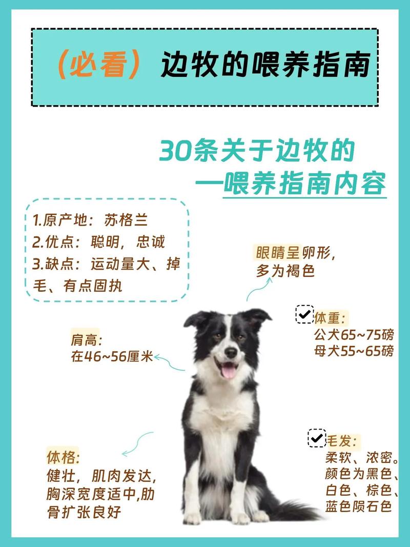 怎样养边境牧羊犬，边境牧羊犬怎么养?这几个方面要记牢