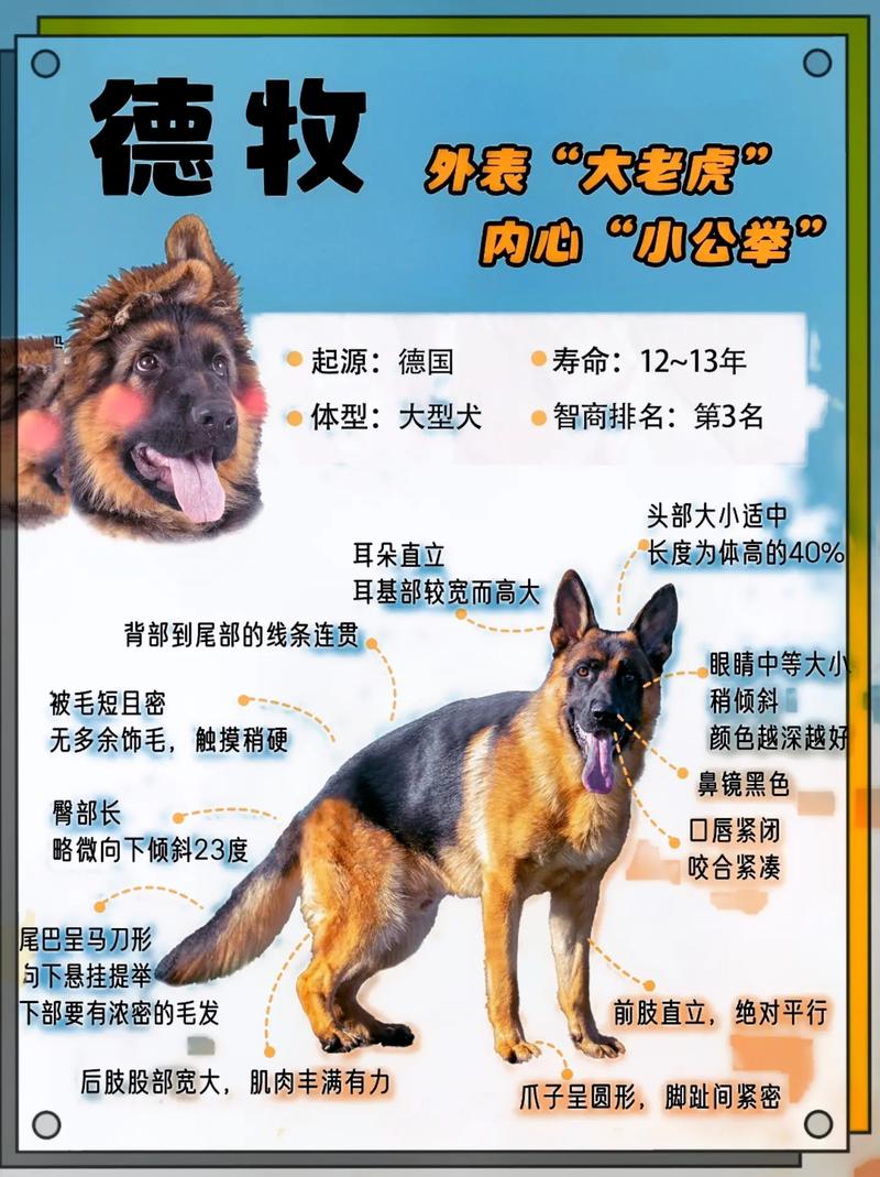 德国牧羊犬和狼有关系吗，德国牧羊犬和中国狼狗的区别