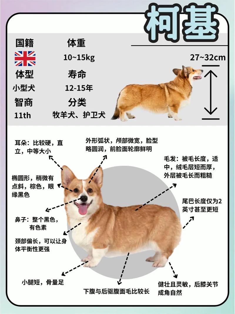 柯基犬的性格特征，柯基的性格有哪些