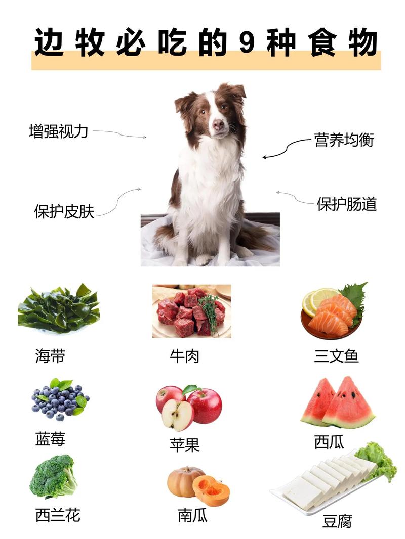 牧羊犬吃什么合适，牧羊犬主食吃什么