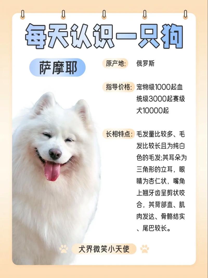 怎么训练萨摩耶犬，萨摩耶怎么训练才听话的