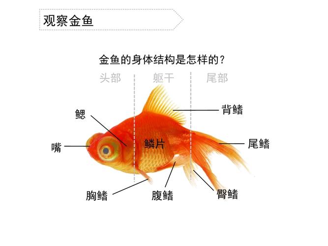 金鱼的身体构造，金鱼的身体构造图