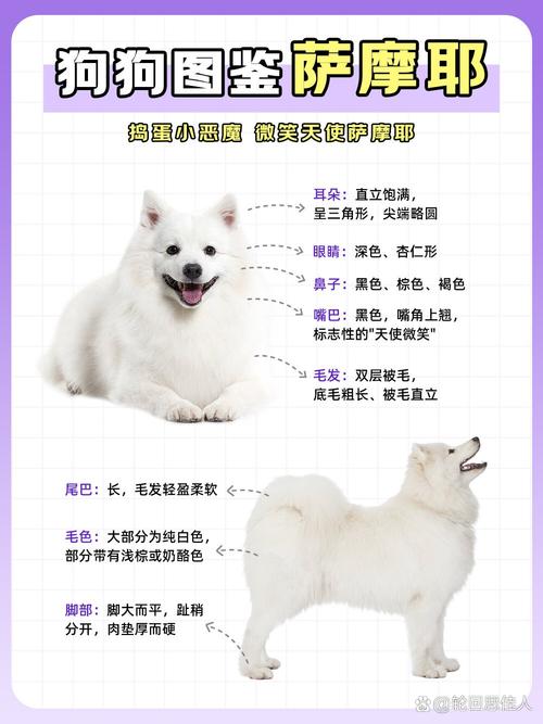 萨摩耶是否是禁养犬，萨摩耶是否是禁养犬品种