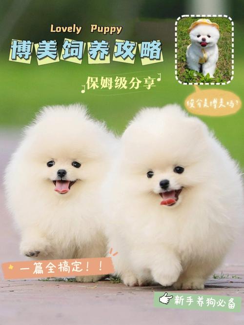 博美犬怎么养才好，博美犬要怎么样养好