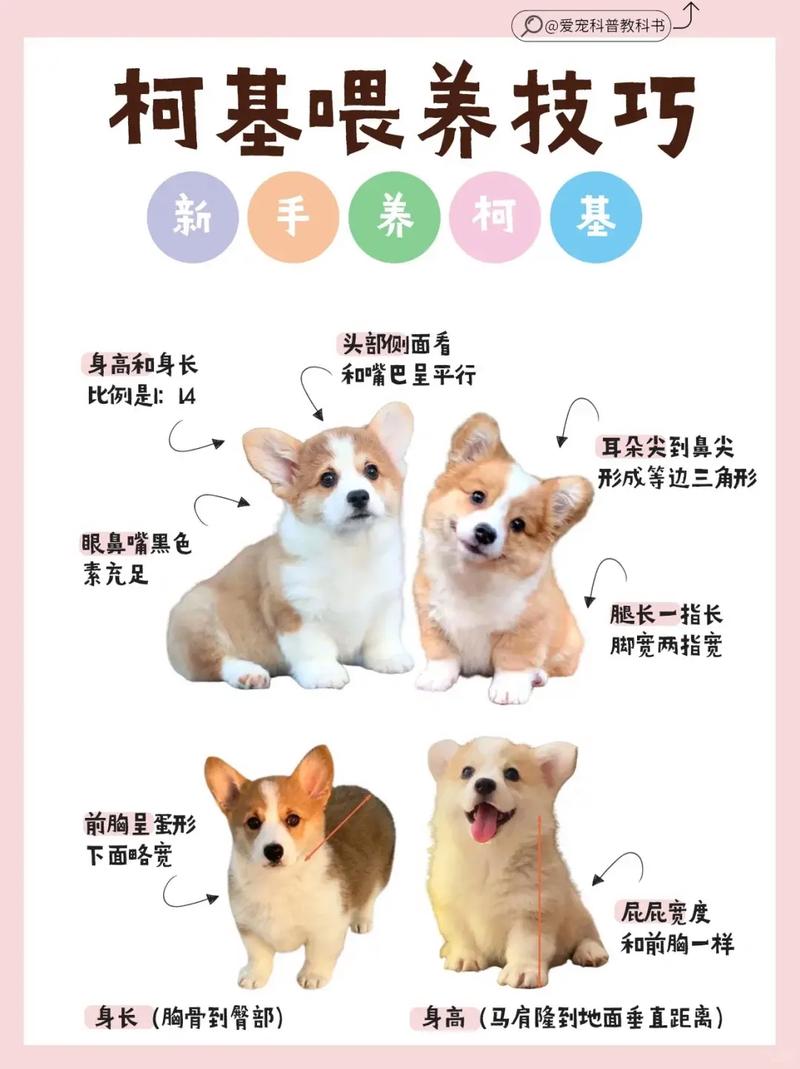 如何挑选柯基犬幼犬，怎样挑选柯基犬